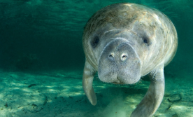 Understanding the Endangered Species Act